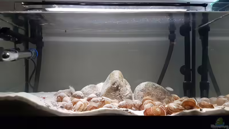 Aquarium Hauptansicht von The dwarven kingdom