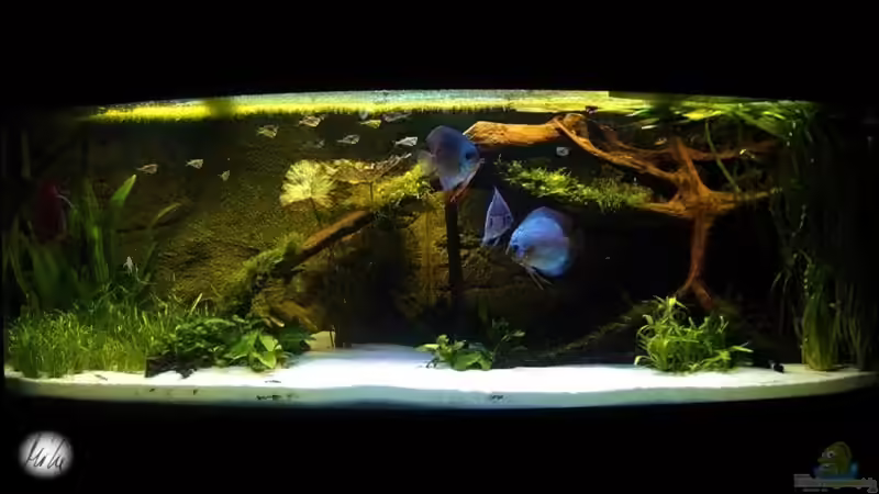 Aquarium Hauptansicht von The Lago Azul Obsolete