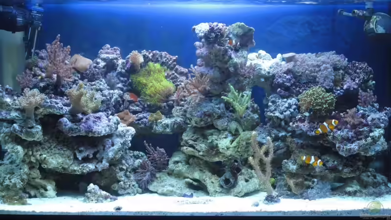 Aquarium Hauptansicht von TNT Aquarium