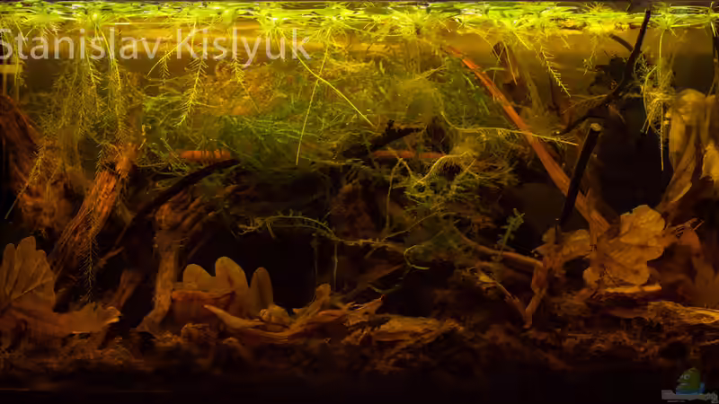 Aquarium Hauptansicht von Torfmoore Kalimantans