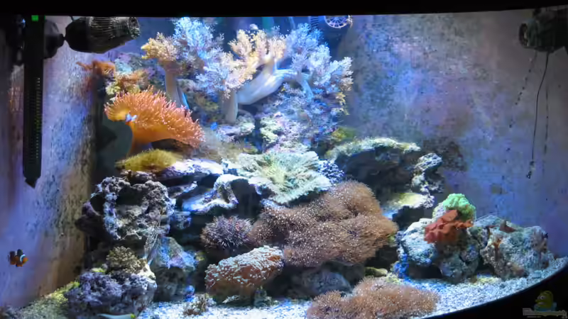 Aquarium Hauptansicht von Trigon 350 (ablösung durch Deltec- Becken)
