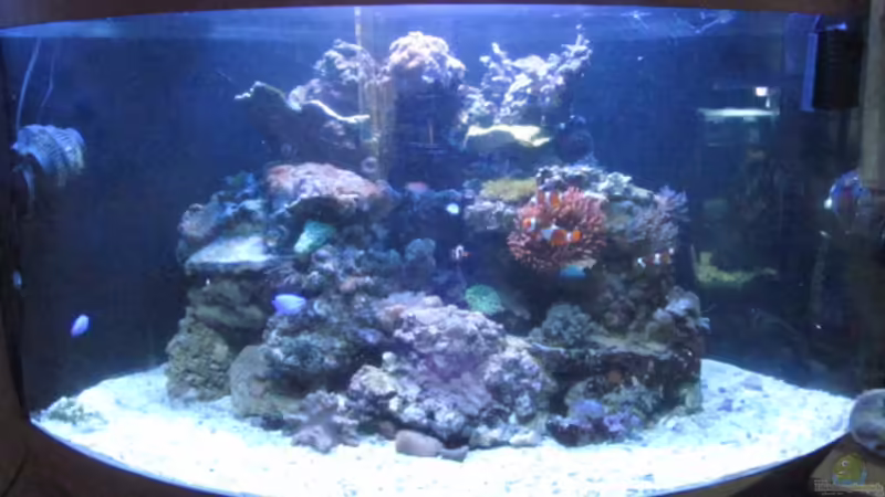Aquarium Hauptansicht von Trigon 350 Meerwasser