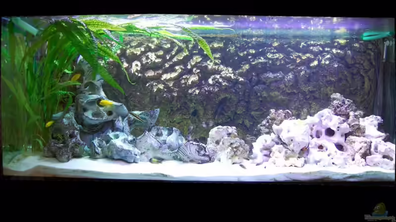 Aquarium Hauptansicht von Tropheus