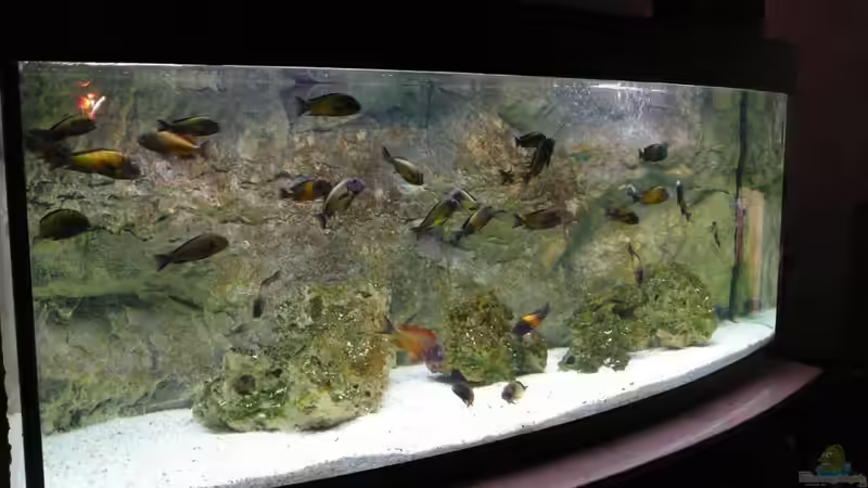 Aquarium Hauptansicht von Tropheusbecken