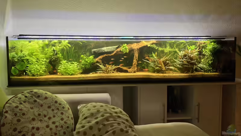 Aquarium Hauptansicht von Tropischer Bachlauf (existiert so nicht mehr)