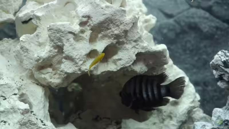 Aquarium Hauptansicht von undefined