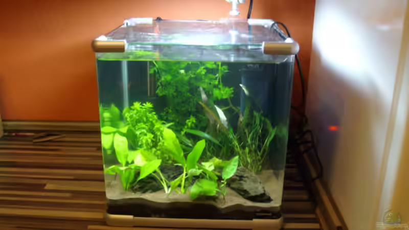 Aquarium Hauptansicht von Unser 25 Liter - Nano