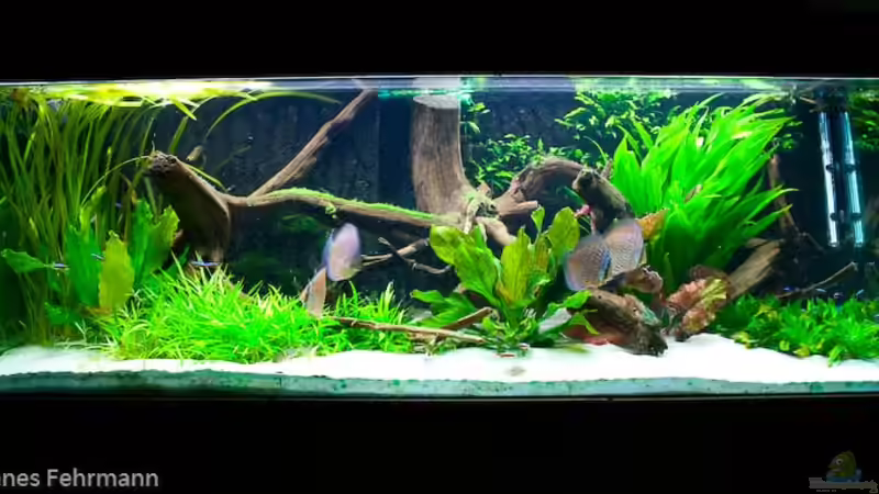 Aquarium Hauptansicht von Walking on a (Discus-) dream