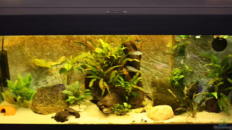 Aquarium Hauptansicht von Westafrika Flusslauf