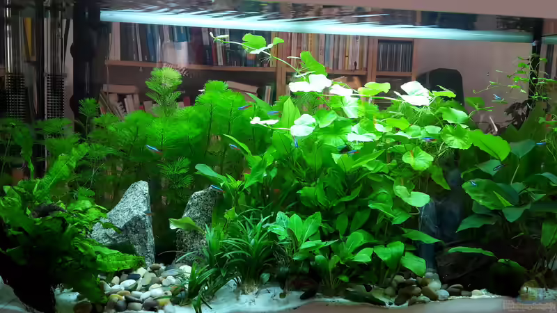 Aquarium Hauptansicht von White Sands