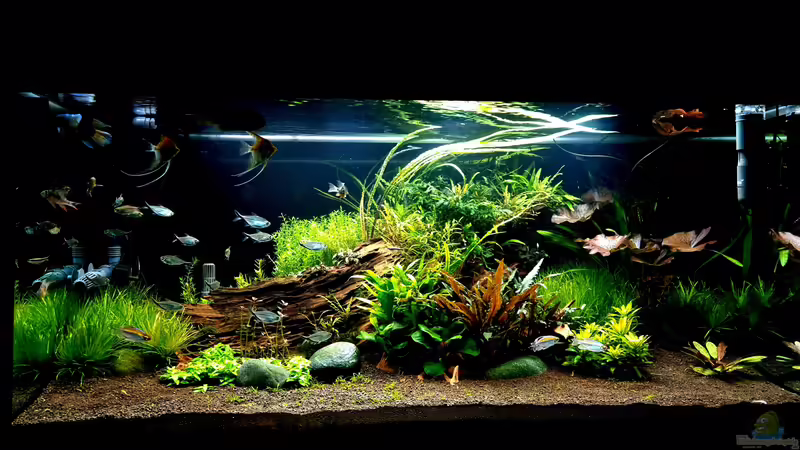 Aquarium Hauptansicht von Wild Nature 2.0