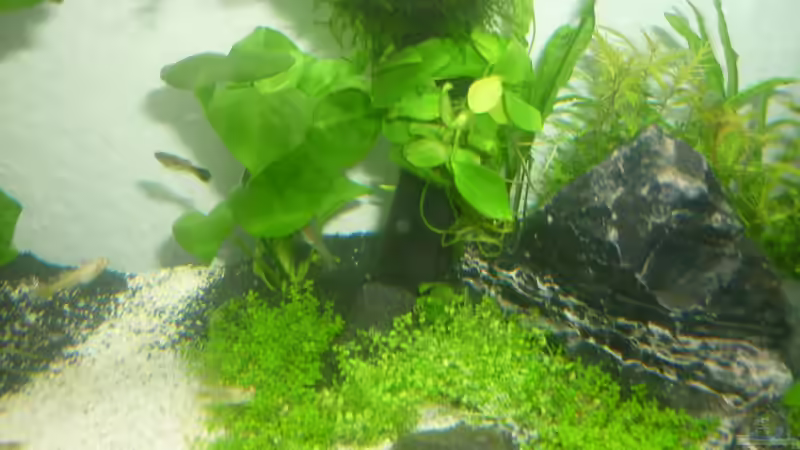 Aquarium Hauptansicht von Wilderstrand