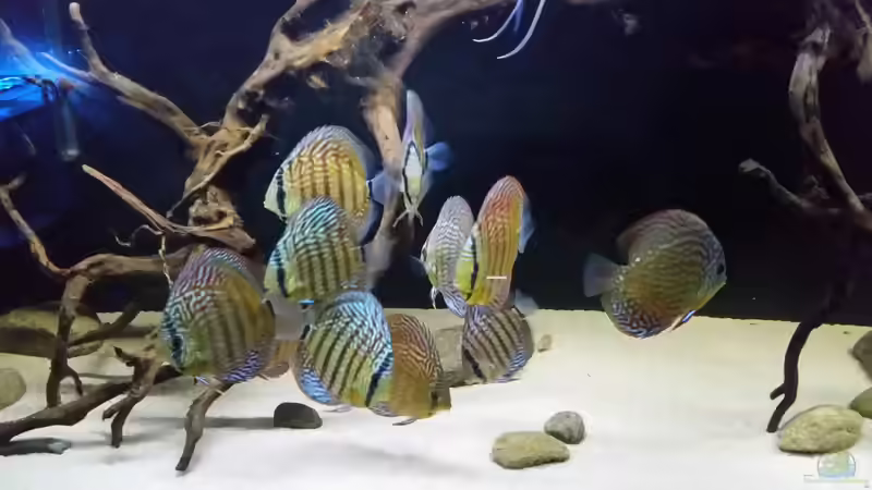 Aquarium Hauptansicht von Wurzelbiotop 2 (Nur noch als Beispiel)