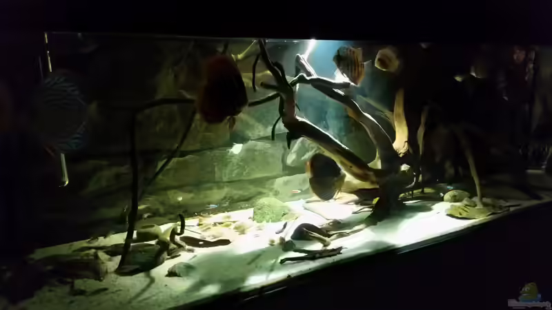 Aquarium Hauptansicht von Wurzelbiotop