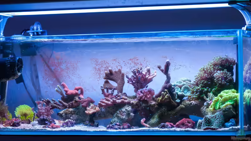 Aquarium Hauptansicht von Zweites WG Riff