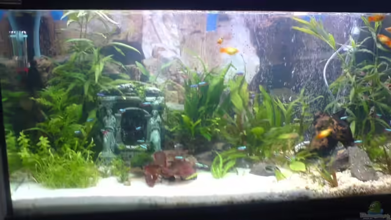 Aquarium neu eingeteilt mit neuem Sand Teil und Kies 
