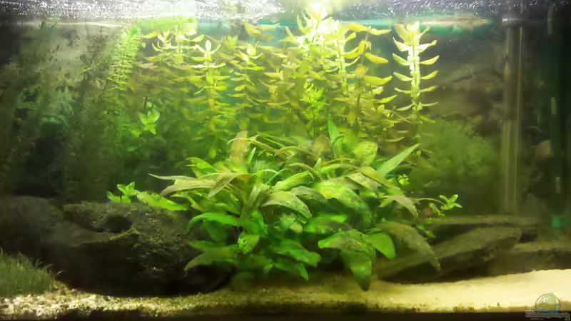 Aquarium