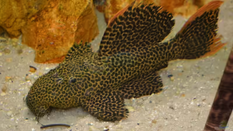 Artentafel Demini-Leopardkaktuswels "L114" (Pseudacanthicus sp.)