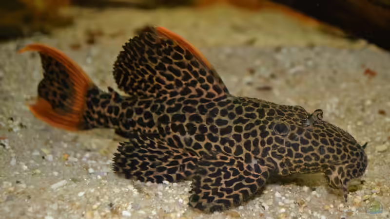 Artentafel Demini-Leopardkaktuswels "L114" (Pseudacanthicus sp.)