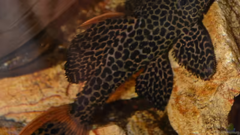 Artentafel Demini-Leopardkaktuswels "L114" (Pseudacanthicus sp.)