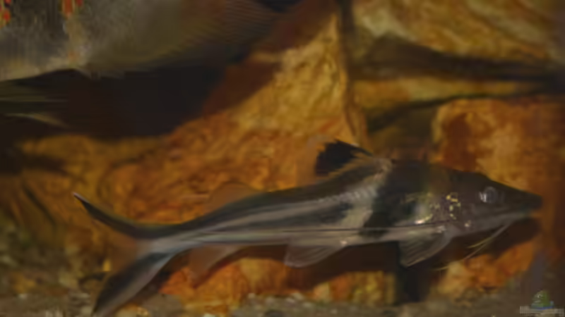 Artentafel Schmuck-Antennenwels (Pimelodus ornatus)