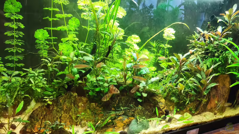 Asiatische Hölle 2