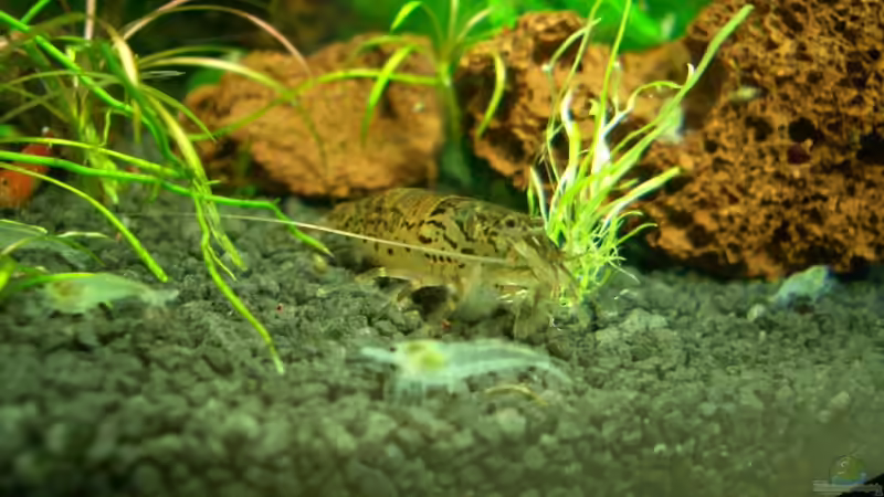 Aquarien mit Atyoida pilipes (Zwergfächergarnele) Aquarien mit Atyoida pilipes (Zwergfächergarnele)
