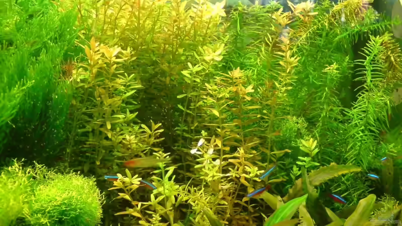 Didiplis diandra im Aquarium (Einrichtungsbeispiele mit Bachburgel) Didiplis diandra im Aquarium (Einrichtungsbeispiele mit Bachburgel)