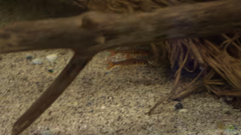 Einrichtungsbeispiele für die Haltung von Barbus fasciolatus (Blaustrichbarbe) im Aquarium Einrichtungsbeispiele für die Haltung von Barbus fasciolatus (Blaustrichbarbe) im Aquarium