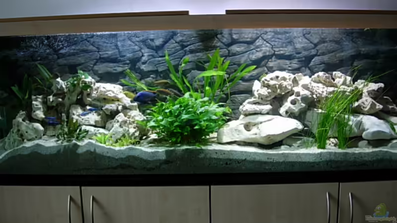 Becken von vorne