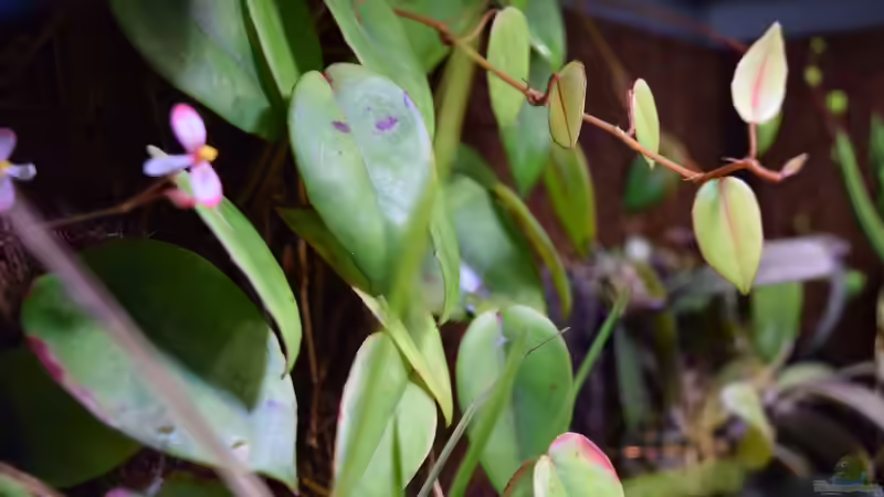 Begonia im Terrarium pflegen (Terrariumbeispiele für Schiefblatt)