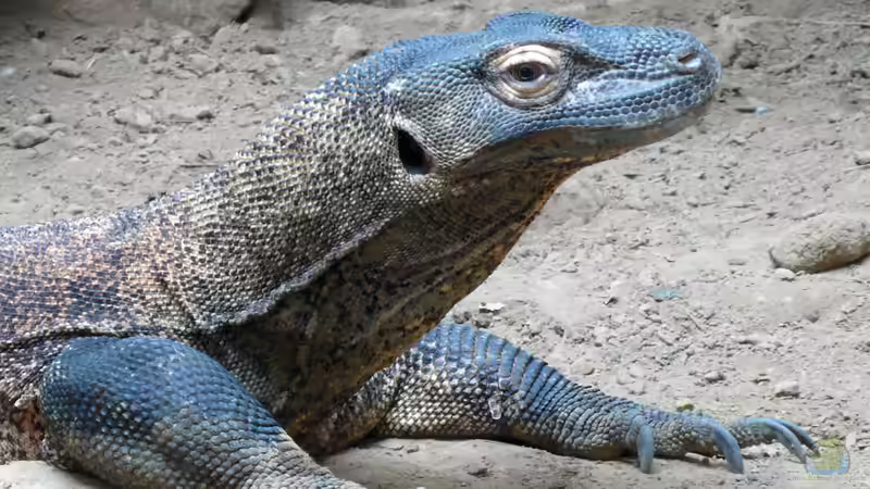 Begriffe erklärt: Fortpflanzung ohne Männchen - Parthenogenese