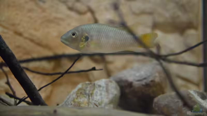 Aquarien mit Benitochromis conjunctus