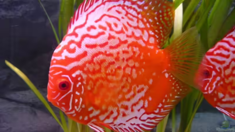 Bigeon Blood Albino Bock