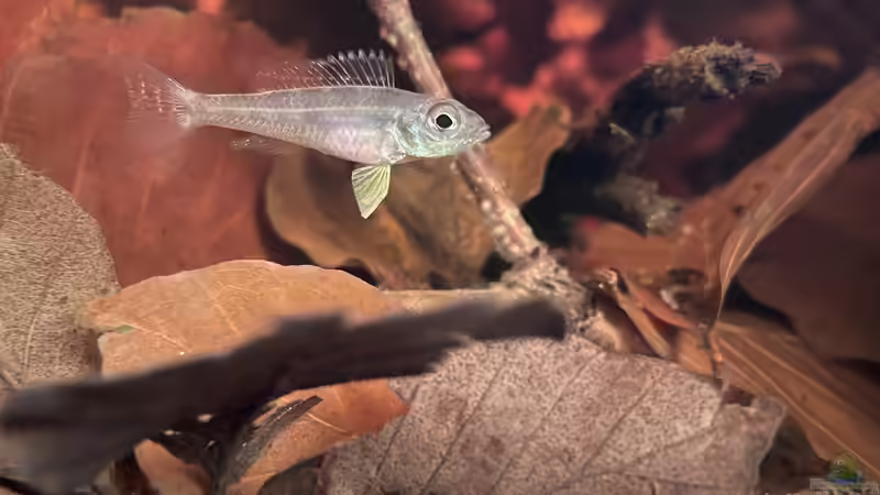 Biotoecus opercularis im Aquarium halten (Einrichtungsbeispiele für Sandhügel-Zwergcichliden) Biotoecus opercularis im Aquarium halten (Einrichtungsbeispiele für Sandhügel-Zwergcichliden)
