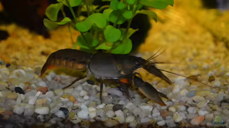 Krebse im Aquarium halten (Einrichtungsbeispiele für Krebs-Aquarien)