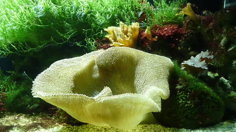 Blumentiere – faszinierende Nesseltiere mit pflanzenähnlichem Erscheinungsbild