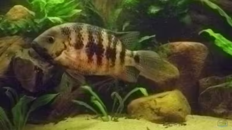 Cincelichthys bocourti im Aquarium halten (Einrichtungsbeispiele für Meißelzahn-Buntbarsch) Cincelichthys bocourti im Aquarium halten (Einrichtungsbeispiele für Meißelzahn-Buntbarsch)