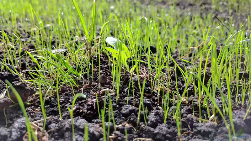 Bodenverbesserung im Frühling: Mehr Wasser speichern und gezielt nutzen