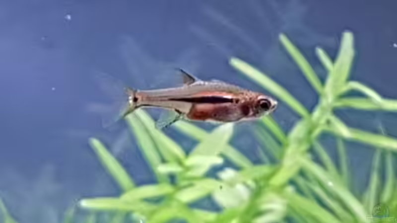 Einrichtungsbeispiele für Boraras urophthalmoides (Schwanzfleckbärbling) Einrichtungsbeispiele für Boraras urophthalmoides (Schwanzfleckbärbling)