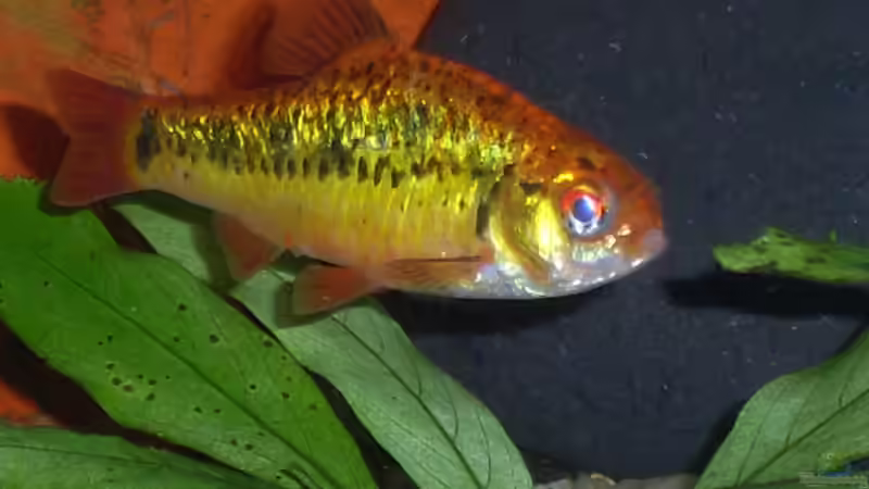 Einrichtungsbeispiele mit Brokatbarben (Puntius semifasciolatus) Einrichtungsbeispiele mit Brokatbarben (Puntius semifasciolatus)