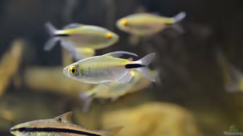 Aquarien mit Brycinus longipinnis (Langflossensalmler) Aquarien mit Brycinus longipinnis (Langflossensalmler)