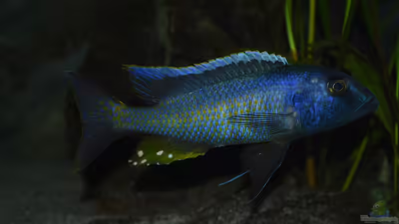 Aquarien mit Buccochromis spectabilis Aquarien mit Buccochromis spectabilis