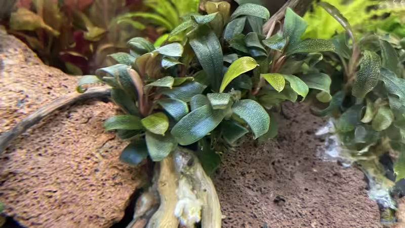 Bucephalandra Serimbu Brown im Aquarium pflegen (Einrichtungsbeispiele für Bucephalandra Serimbu Brown)