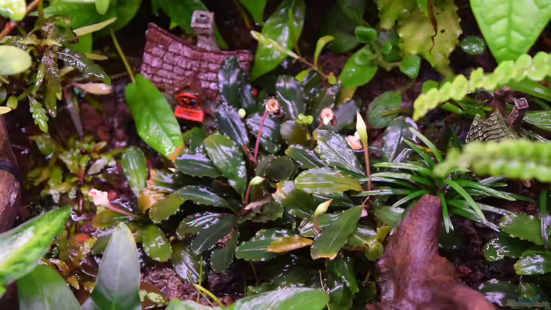 Bucephalandra Deep Purple im Aquarium pflegen (Einrichtungsbeispiele für Bucephalandra Deep Purple)
