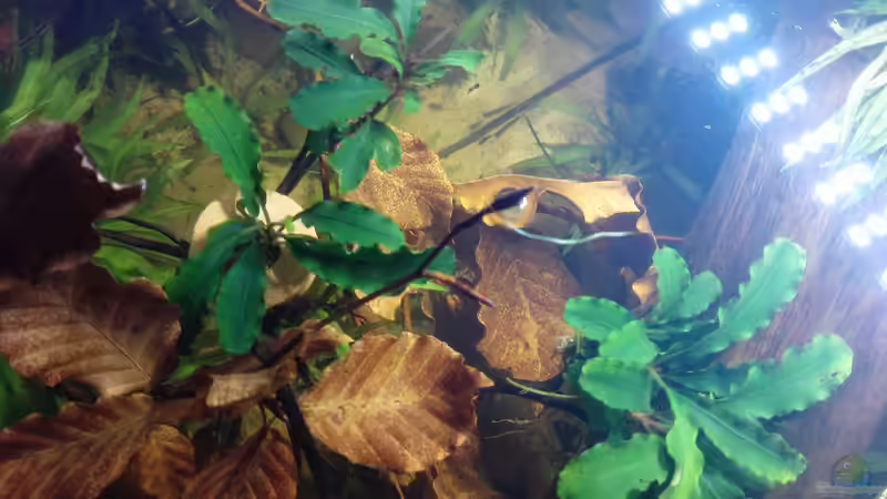 Bucephalandra "Wavy Green" im Aquarium pflegen (Einrichtungsbeispiele für Bucephalandra "Wavy Green")