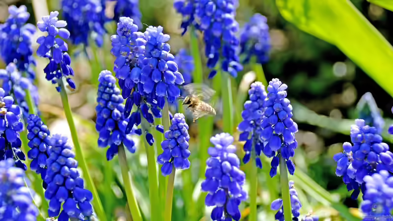 Bunter Frühling: Frühblüher im Garten