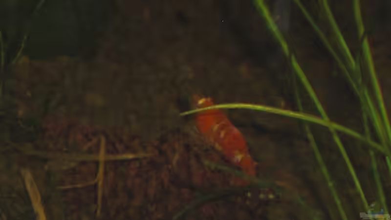 Einrichtungsbeispiele für Aquarien mit Bienengarnelen Einrichtungsbeispiele für Aquarien mit Bienengarnelen