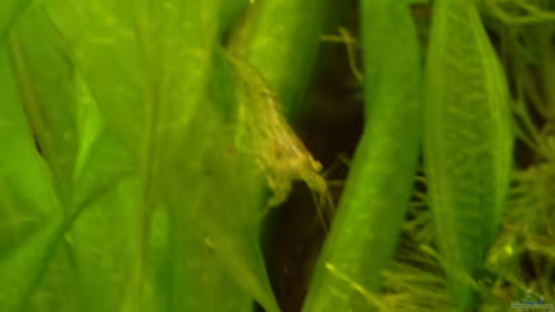 Caridina simoni simoni im Aquarium halten (Einrichtungsbeispiele mit Sri Lanka Zwerggarnelen) Caridina simoni simoni im Aquarium halten (Einrichtungsbeispiele mit Sri Lanka Zwerggarnelen)