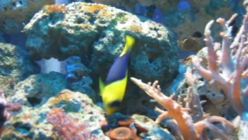 Aquarien mit Centropyge bicolor (Blaugelber Zwergkaiserfisch)